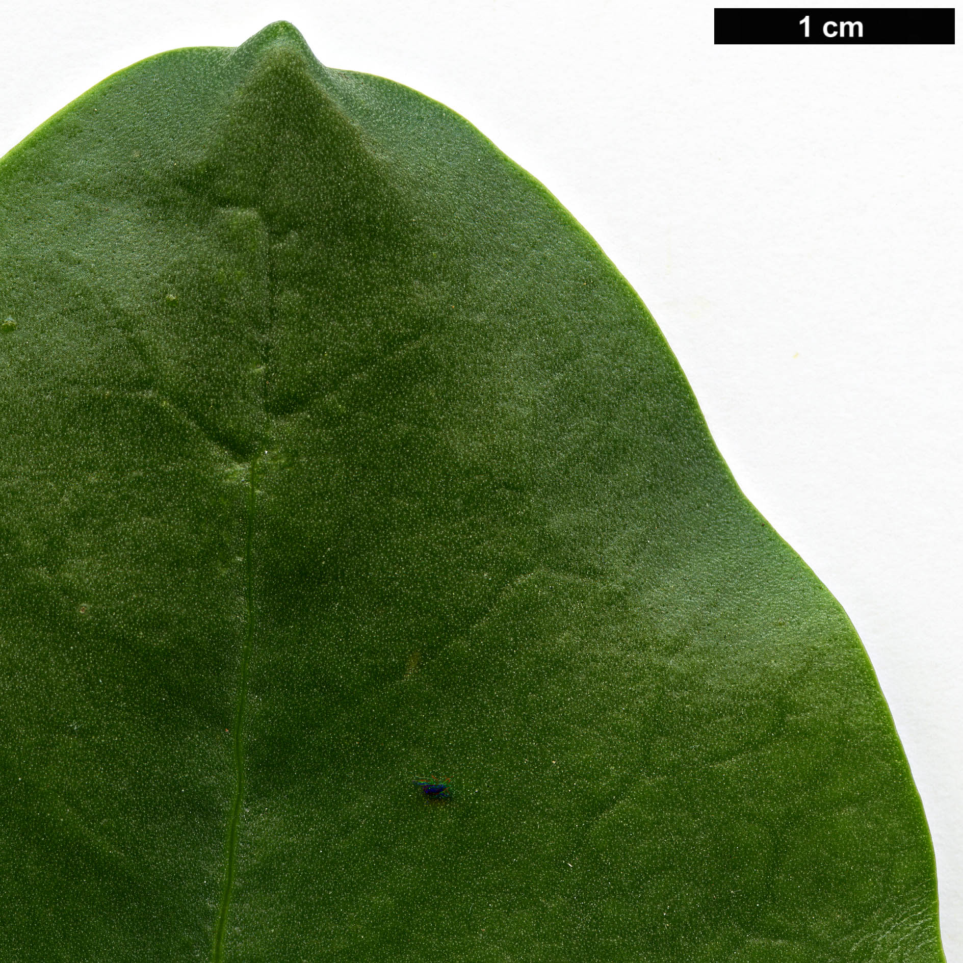 High resolution image: Family: Polygonaceae - Genus: Rumex - Taxon: lunaria